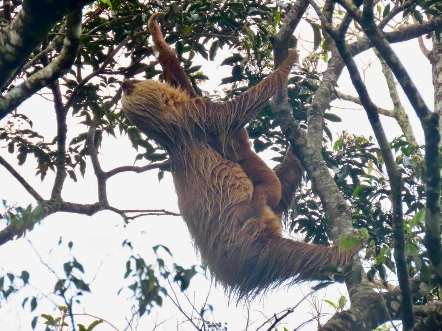 Magic Mountain * Monteverde